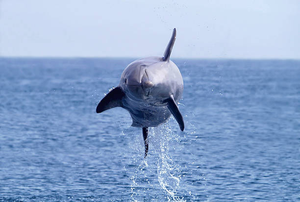 istock flying dolphin , in free spiral jump on open sea 94323235