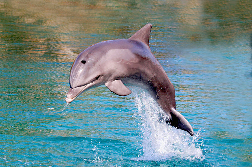Hector's dolphin (Cephalorhynchus hectori) is the best-known of the four dolphins in the genus Cephalorhynchus and is found only in New Zealand. At about 1.4 m in length, it is one of the smallest cetaceans. Hector's dolphin is the smallest of the delphinids.
