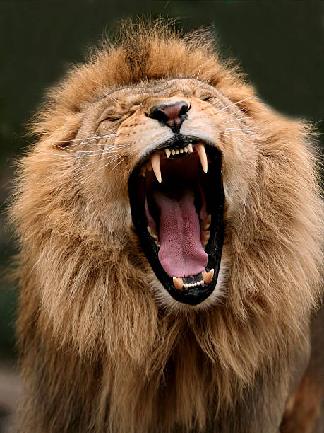 grande lion montrer qui est le très grand lit (king - rugir photos et images de collection
