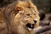 angry male lion