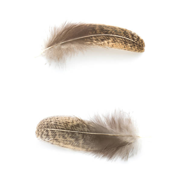 istock chicken feather isolated on white in top view 943232726