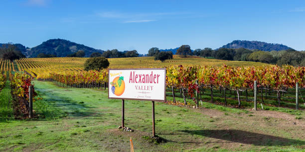 vineyards in autumn - vineyard sonoma county california panoramic imagens e fotografias de stock