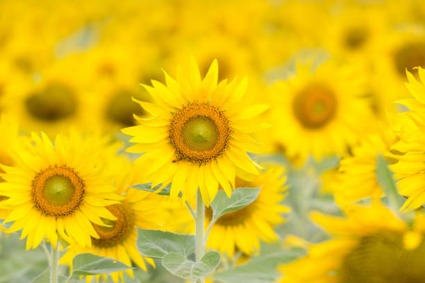 istock Closeup Beautiful of a Sunflower 943232886