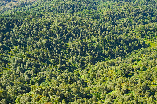Aerial view of green forest and blue sky. Drone flies forward above the trees. Aerial view of pine trees in the forest. Nature video background.
