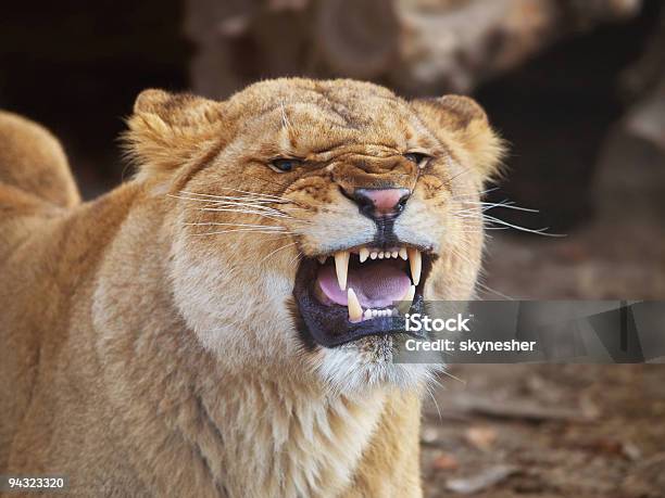 Löwin Offensiver Stockfoto und mehr Bilder von Tiergebrüll - Tiergebrüll, Löwe - Großkatze, Löwin