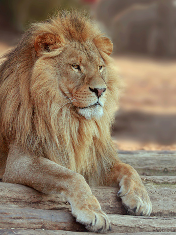 Lion (Panthera leo). Ndutu region of Ngorongoro Conservation Area, Tanzania, Africa