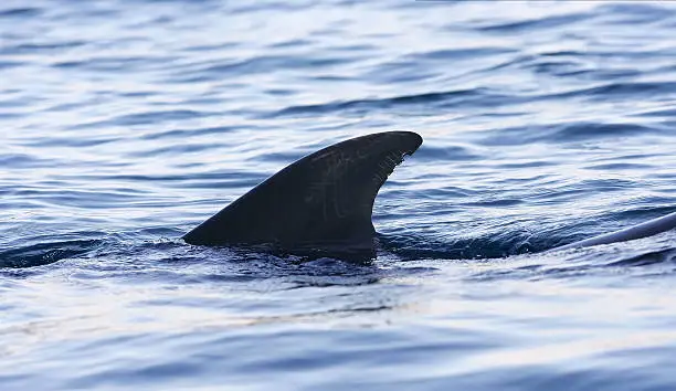 Photo of dolphin fin in sea