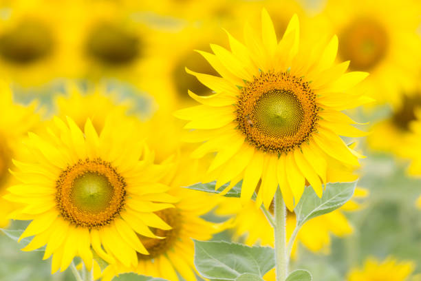 istock Closeup Beautiful of a Sunflower 943234934