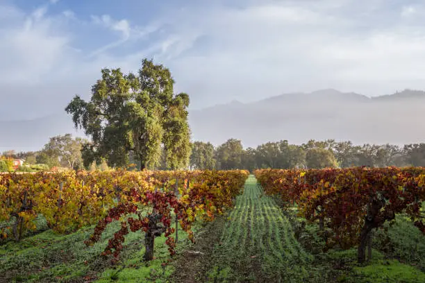 Photo of vineyards in autumn