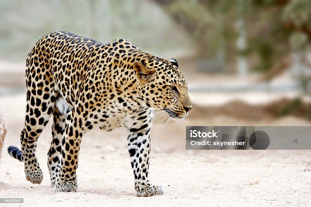 Leopardo - Royalty-free Leopardo Foto de stock