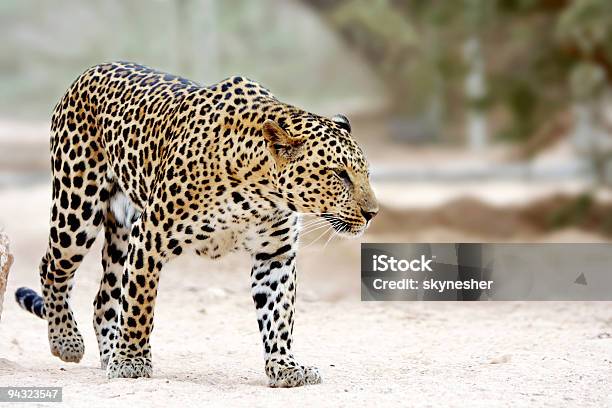 Leopardo - Fotografias de stock e mais imagens de Leopardo - Leopardo, Amarelo, Andar