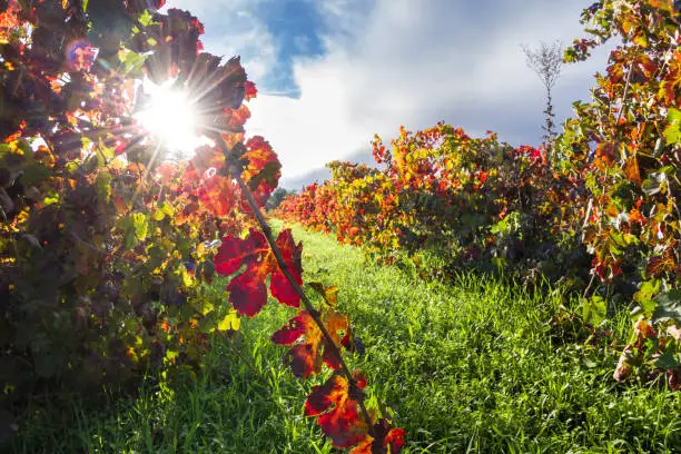 Photo of vineyards in autumn