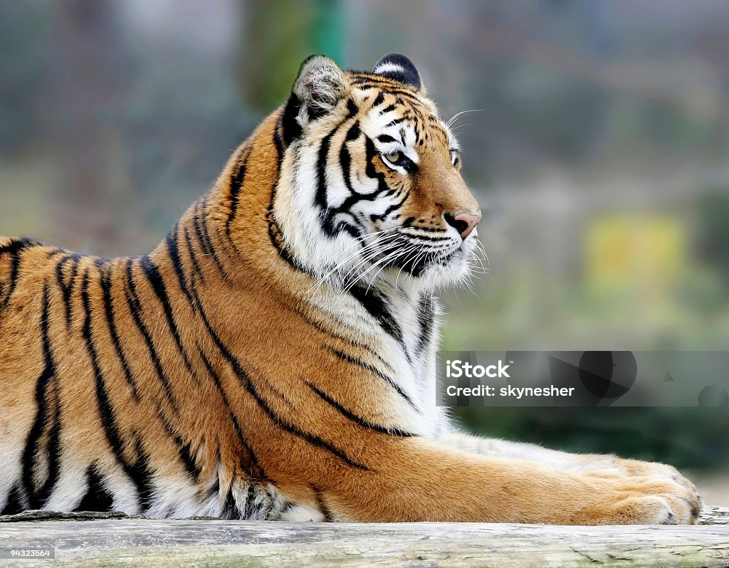 portrait de tigre - Photo de Tigre libre de droits