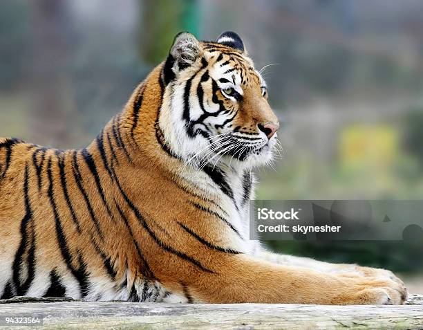 Ritratto Di Tigre - Fotografie stock e altre immagini di Tigre - Tigre, Vista laterale, Ambientazione esterna