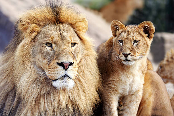 lion cub zusammen und - raubtierjunges stock-fotos und bilder