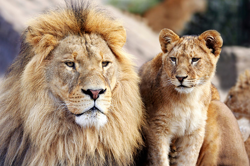 Mother lion shoving her cub.