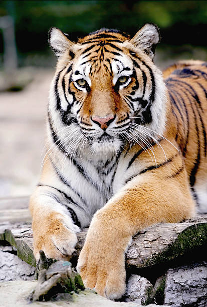 istock portrait of tiger 94323595