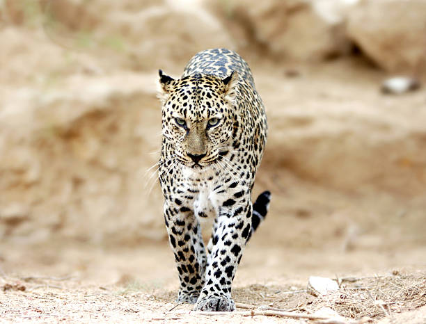 leopardo a piedi per - color image aggression wildlife horizontal foto e immagini stock