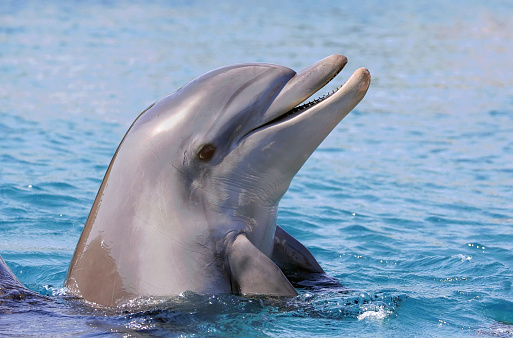 A closeup shot of a dolphin under the sea