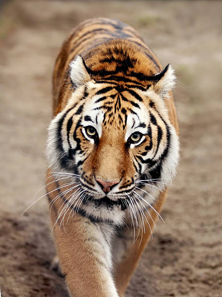 Eye contact with tiger  tiger safari animals close up front view stock pictures, royalty-free photos & images