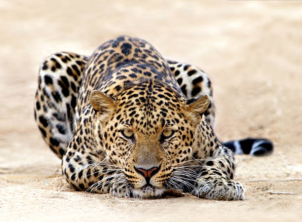 leopardo pronto per affrontare - color image aggression wildlife horizontal foto e immagini stock
