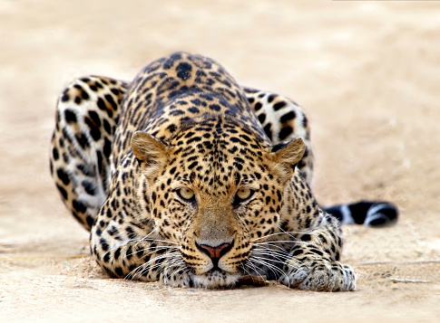 The Sri Lankan leopard is a subspecies of leopard found only in Sri Lanka, a small island nation located in the Indian Ocean. It is one of the eight subspecies of leopard found around the world.\n\nSri Lankan leopards are considered the apex predator on the island and can be found in a range of habitats including forests, grasslands, and scrublands. They are typically smaller in size than other leopard subspecies, with a length of around 5-6 feet and a weight of 70-90 kg for males and 30-60 kg for females.\n\nThey have a distinctive coat of fur, with a tawny yellow to golden color and black spots arranged in rosettes. The Sri Lankan leopard is listed as endangered due to habitat loss, poaching, and human-wildlife conflict. There are estimated to be only 700-950 individuals left in the wild. Efforts are being made to protect their habitats and promote conservation efforts to ensure their survival.