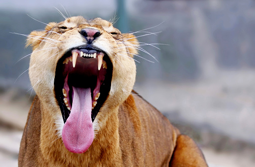African lion roaring with open mouth
