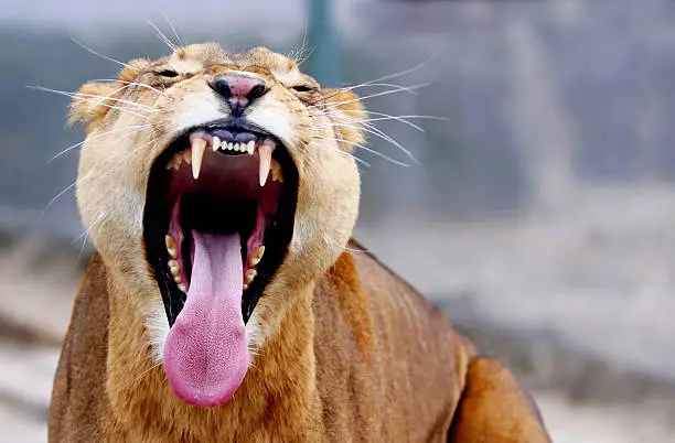 Photo of Lioness yawning