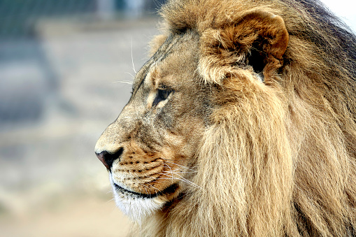 Lone Male Lion Sitting On Wooden Platform Looking Alert At Sacramento Zoo California