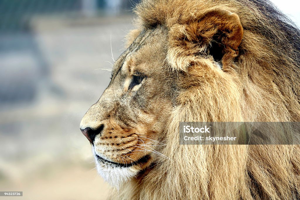 Clse up de um grande Leão masculino - Foto de stock de Leão royalty-free