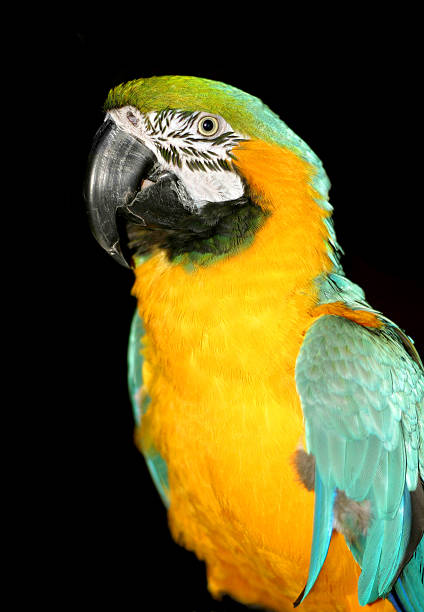Bright macaw parrot  richie mccaw stock pictures, royalty-free photos & images