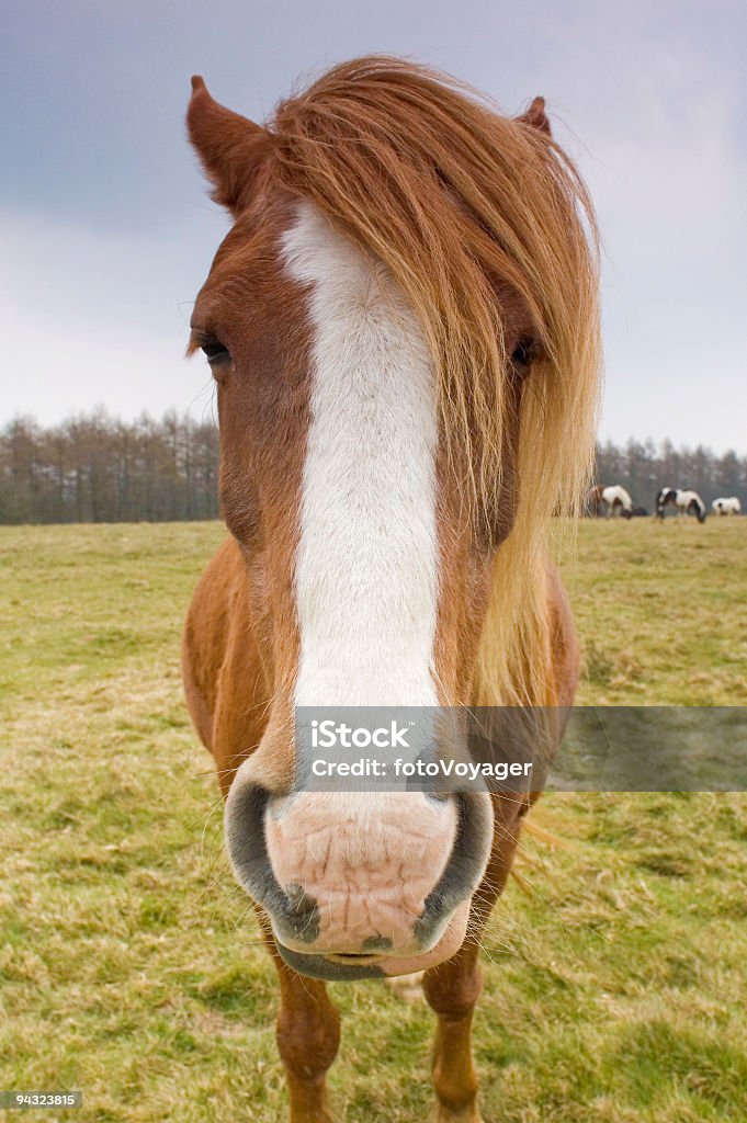 Chestnut horse, gran blaze, larga mane - Foto de stock de Aire libre libre de derechos