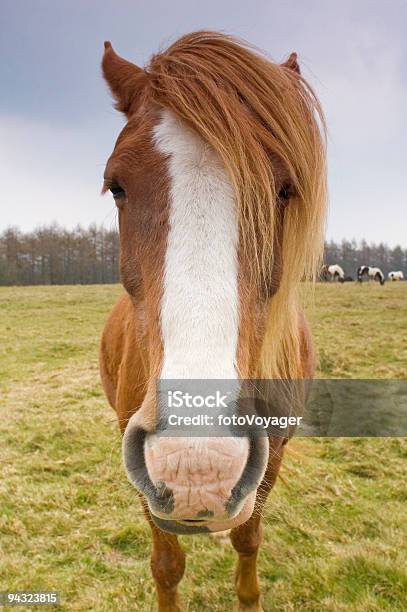 Chestnut Horse Gran Blaze Larga Mane Foto de stock y más banco de imágenes de Aire libre - Aire libre, Aislado, Animal