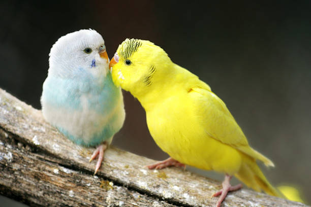 two parrots in love  joined at hip stock pictures, royalty-free photos & images