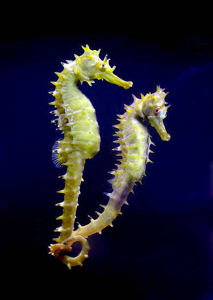 Two horse sea Couple horse sea seahorse stock pictures, royalty-free photos & images