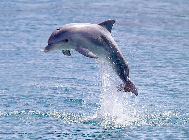 delfines saltar fuera del agua en el mar - delfín fotografías e imágenes de stock