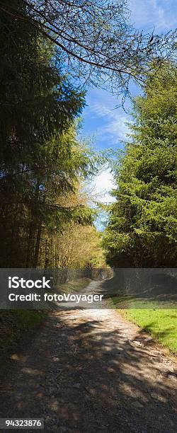 Foresta Traccia - Fotografie stock e altre immagini di Brecon Beacons - Brecon Beacons, Foresta, Albero