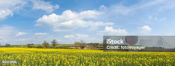 Big Sky Über Gelbes Feld Stockfoto und mehr Bilder von Feld - Feld, Himmel, Kulturpflanze