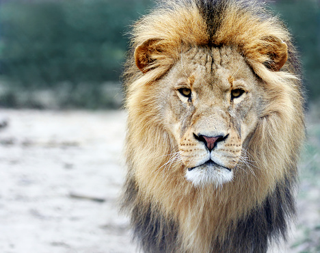 lion portrait , front view