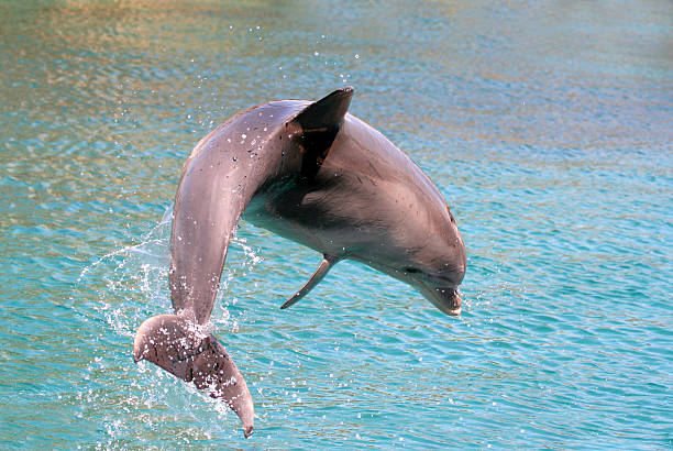 istock dolphin jump out of the water 94323949