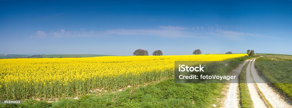 Biodiesel Raccolto - Foto stock royalty-free di Campo