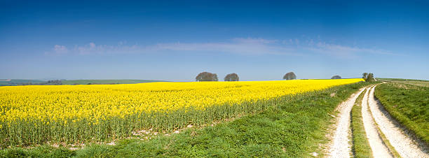 Biodiesel crop  single lane road footpath dirt road panoramic stock pictures, royalty-free photos & images