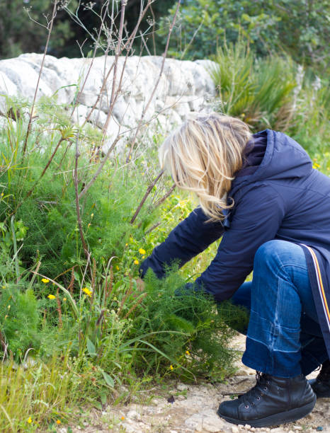 istock Sicily: Woman Foraging for Wild Fennel 943240798
