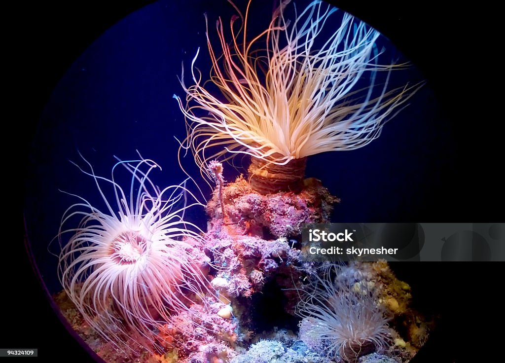 아름다운 산호가 살고 - 로열티 프리 산호초 스톡 사진