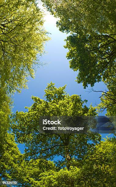Tettoia Verde Cielo Blu - Fotografie stock e altre immagini di Cielo - Cielo, Copertura di alberi, Inquadratura estrema dal basso