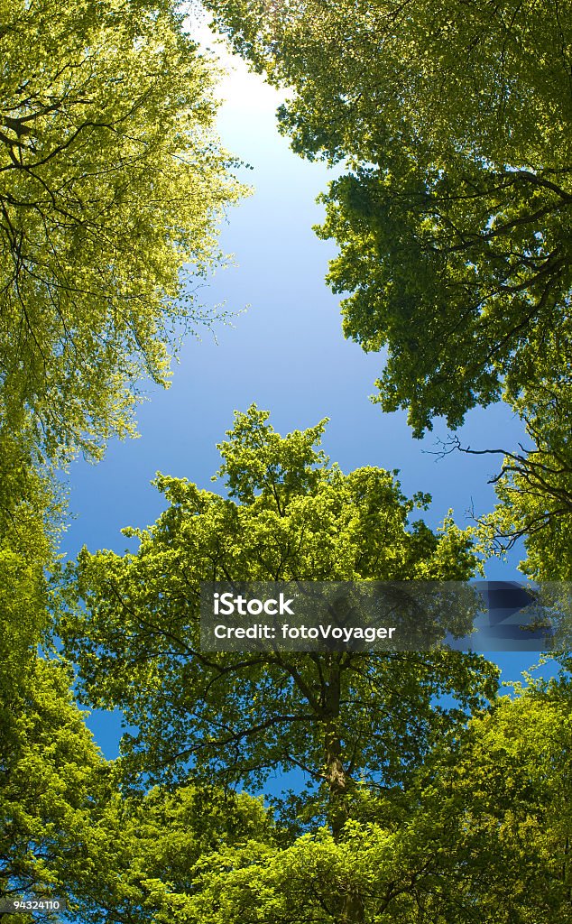 Зеленый canopy, синее небо - Стоковые фото Крона дерева роялти-фри