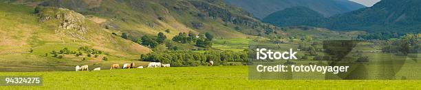 Cows Going Home Cumbria Stock Photo - Download Image Now - Thirlmere Valley, Agricultural Field, Agriculture