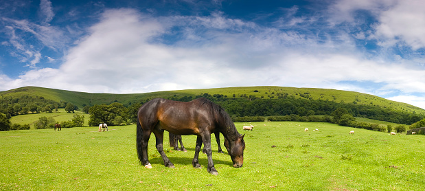 Horse grazing in the natural park of Aiako Harriak, Spain