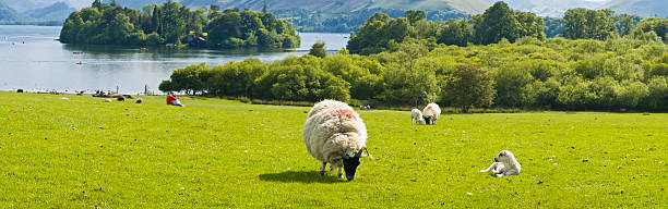 istock Sheep and shore, lakeland vista 94324583