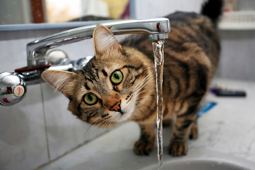 Domestic cat smiles, rests in bathroom sink among grooming items. Taking care of your pet. funny animal